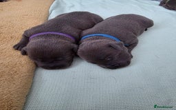 Staffordshire Bull Terrier dogs for sale: Staffordshire Bull Terrier Puppies - Image 16