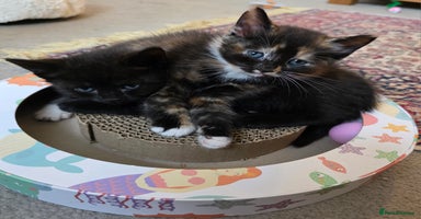 Mixed Breed cats - Advert 5