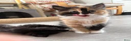 Mixed Breed cats for sale: Beautiful mixed-breed kittens! - Advert 32