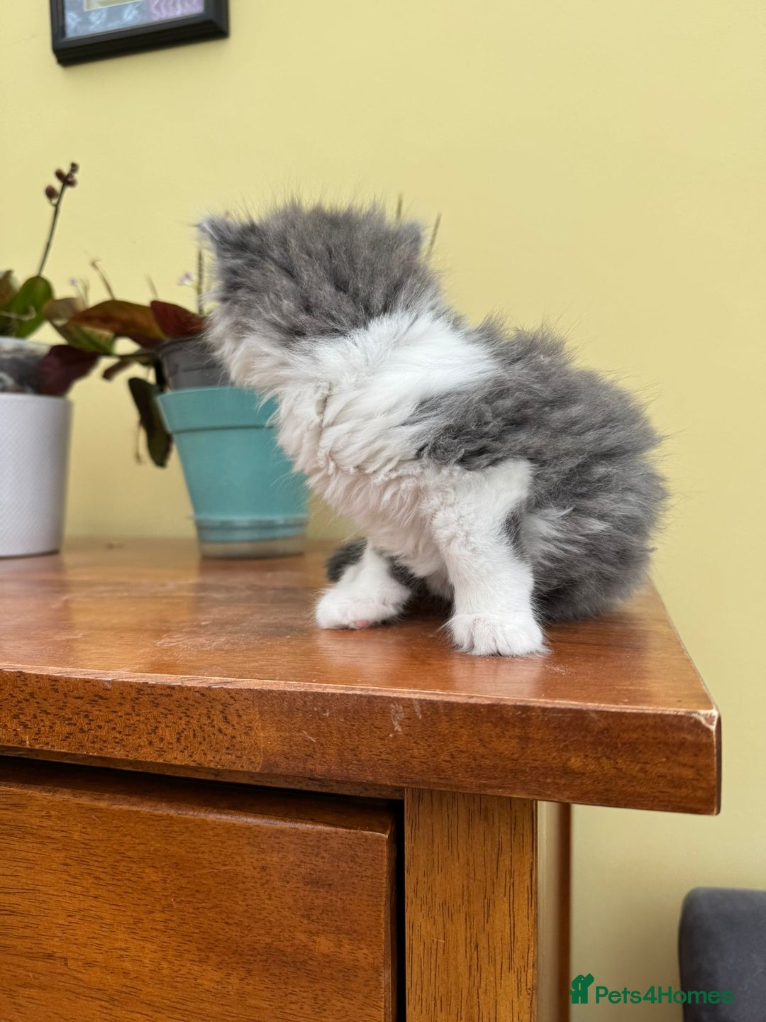 Maine Coon cats for sale: Maine coon xxx - Image 6