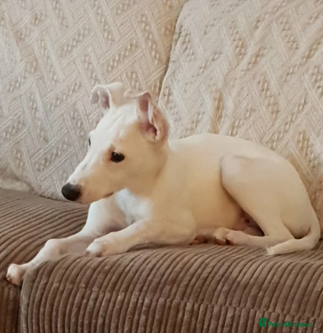 Lurcher dogs for sale: Beautiful Lurcher pups - Advert 2
