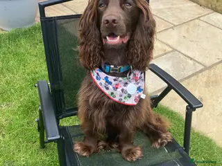 Cocker Spaniel dogs Fantastic KC registered working cocker spaniel - Advert 1