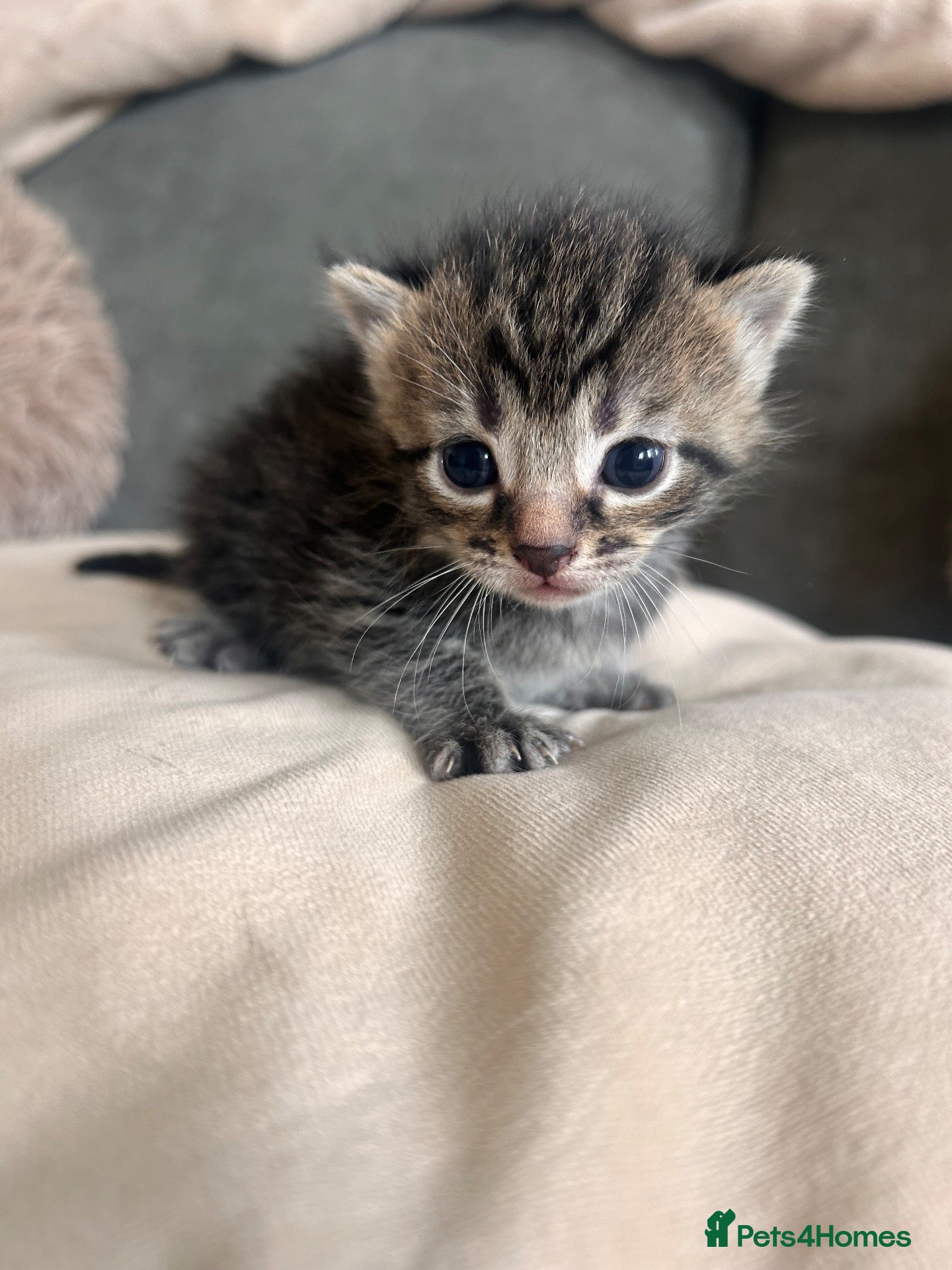 Mixed Breed cats Kittens mixed colours  - Advert 2