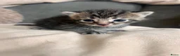 Mixed Breed cats for sale: Kittens mixed colours  - Advert 1