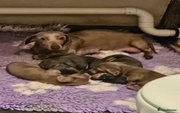 Dachshund dogs for sale: Mini dushounds - Image 7