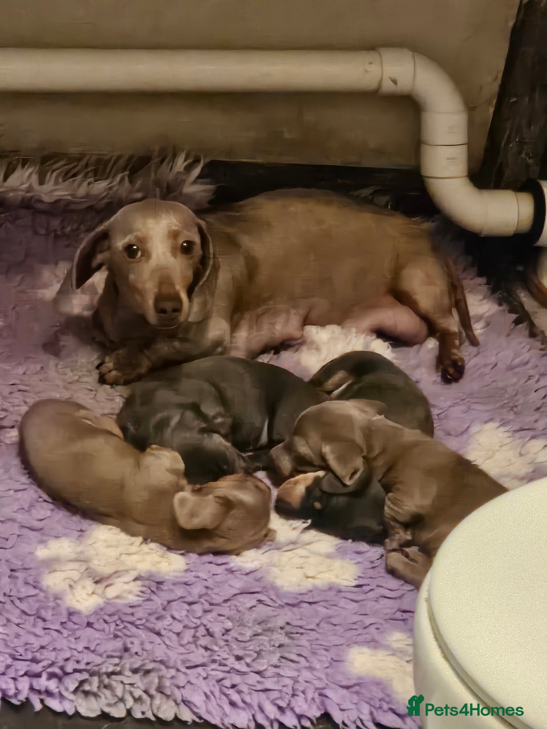 Dachshund dogs for sale: Mini dushounds - Image 7