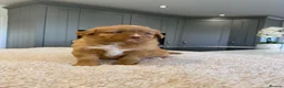 Nova Scotia Duck Tolling Retriever dogs for sale: Chunky adorable Nova Scotia puppies  - Advert 3