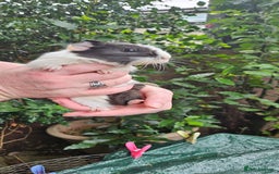 Guinea Pig rodents for sale: Guinea Pig Northwich Guinea Pigs  - Image 3
