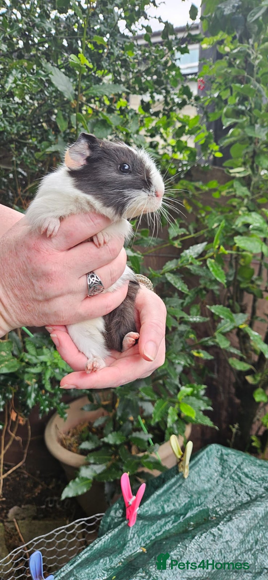 Guinea Pig rodents for sale: Guinea Pig Northwich Guinea Pigs  - Image 3