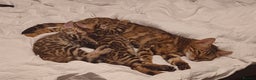Bengal cats for sale: Stunning TICA registered Bengal boys! - Advert 8