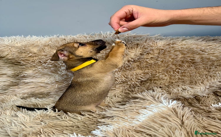 Jack Russell dogs - Advert 11