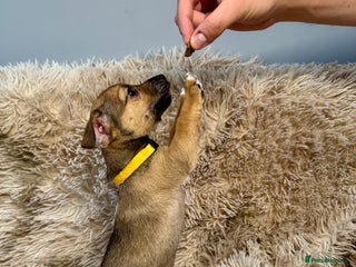 Jack Russell dogs - Advert 7