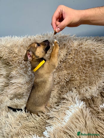 Jack Russell dogs - Advert 11