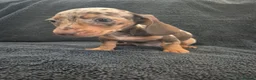 Miniature Dachshund dogs for sale: Miniature Dachshund READY NOW - Advert 16
