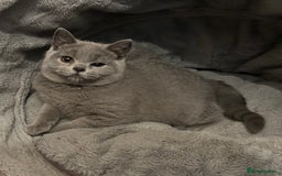 British Shorthair cats for sale: Chunky British shorthair kittens  - Image 3