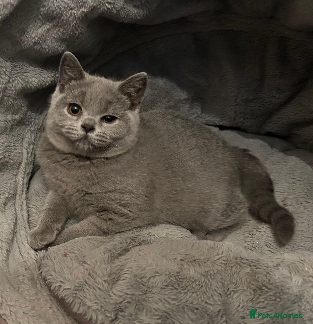 British Shorthair cats for sale: Chunky British shorthair kittens  - Image 3
