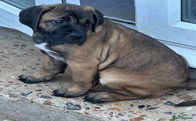 Cane Corso dogs - Advert 15