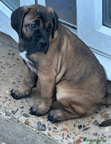 Cane Corso dogs - Advert 10