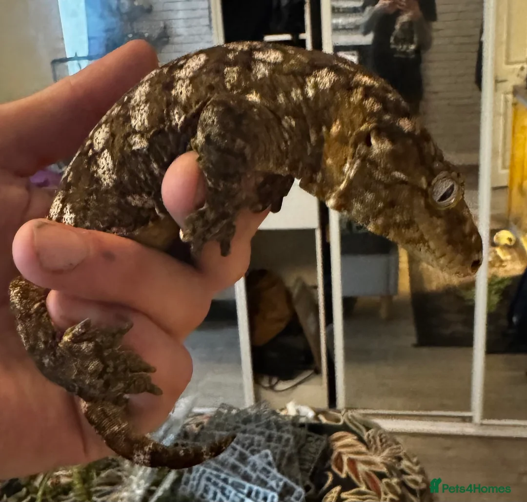 Gecko reptiles for sale: Leachianus gecko and vivarium in Bournemouth - Advert 1