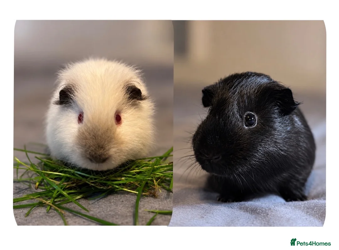 Guinea Pig rodents for sale: (FREE) x2 Male guinea pigs in Birmingham - Advert 1