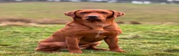 Labrador Retriever dogs for sale: Chunky Fox Red Labrador Puppies  - Advert 3