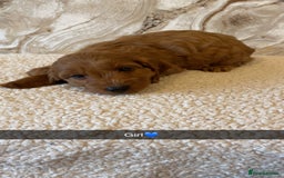 Cockapoo dogs for sale: Cockapoo puppies 🐾  - Image 7