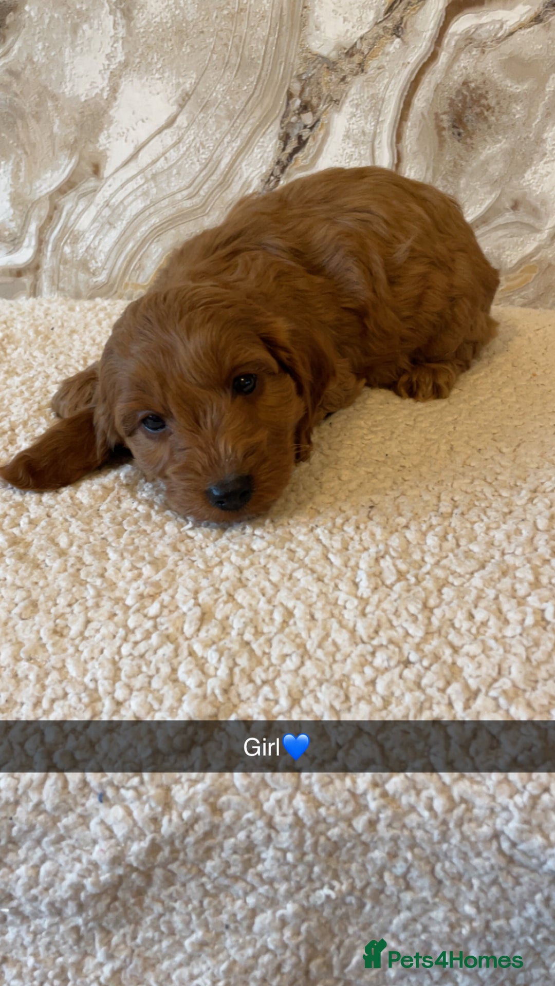 Cockapoo dogs for sale: Cockapoo puppies 🐾  - Image 7