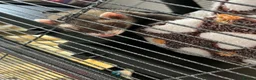 Ferret rodents for sale: 1xMale and 1xFemale Ferret in Brough - Advert 3