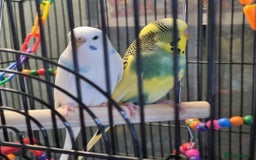 Budgerigars birds for sale: 2 Budgies for sale - Image 1