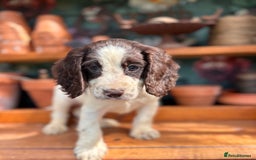 Cocker Spaniel dogs for sale: 3 cocker spaniels  - Image 7