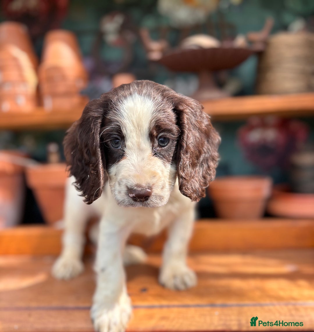 Cocker Spaniel dogs for sale: 3 cocker spaniels  - Image 7