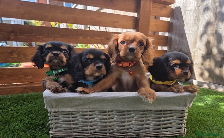 Cavalier King Charles Spaniel dogs - Advert 2
