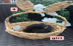 Mixed Breed rabbits for sale: 5 baby rabbits looking for thier forever home - Image 4