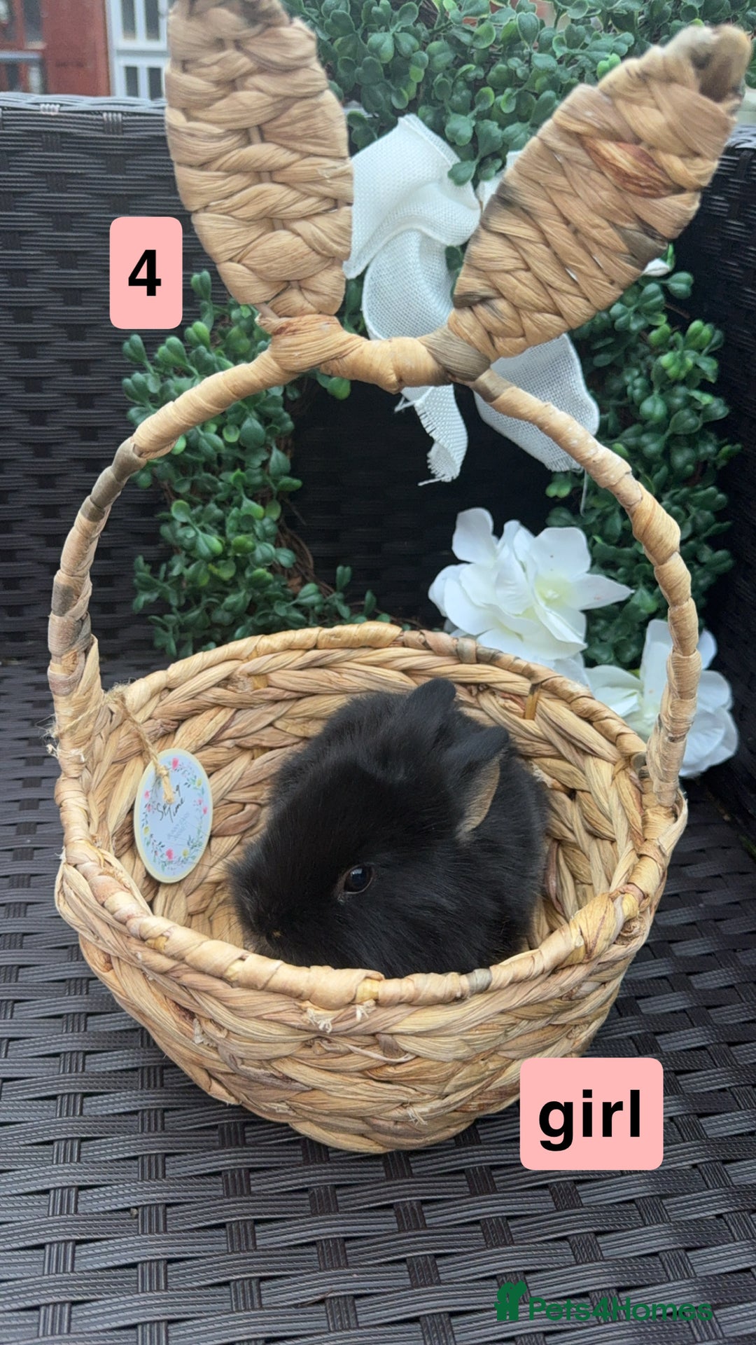 Mixed Breed rabbits for sale: 5 baby rabbits looking for thier forever home - Image 4