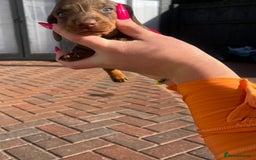 Dachshund dogs for sale: Beautiful Male Dachshunds 🐶  - Image 10
