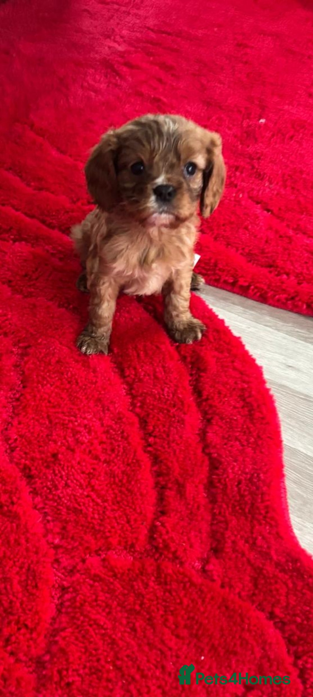 Cavalier King Charles Spaniel dogs for sale: Cavalier King charlies - Advert 8