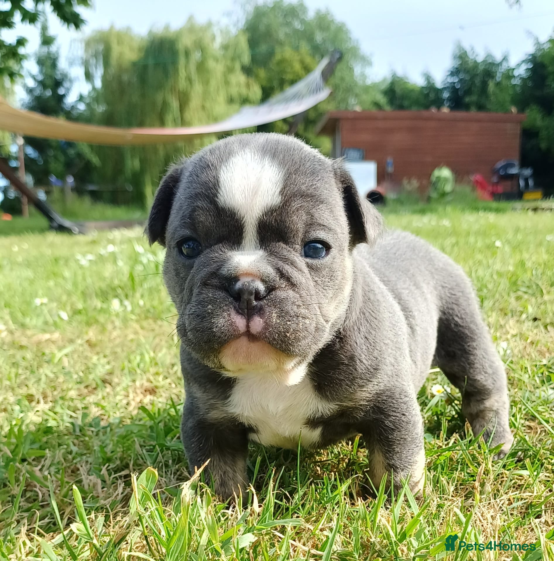 Mixed Breed dogs Stunning Merle French x English Bulldog puppies - Advert 2