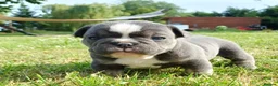 Mixed Breed dogs for sale: Stunning Merle French x English Bulldog puppies - Advert 2