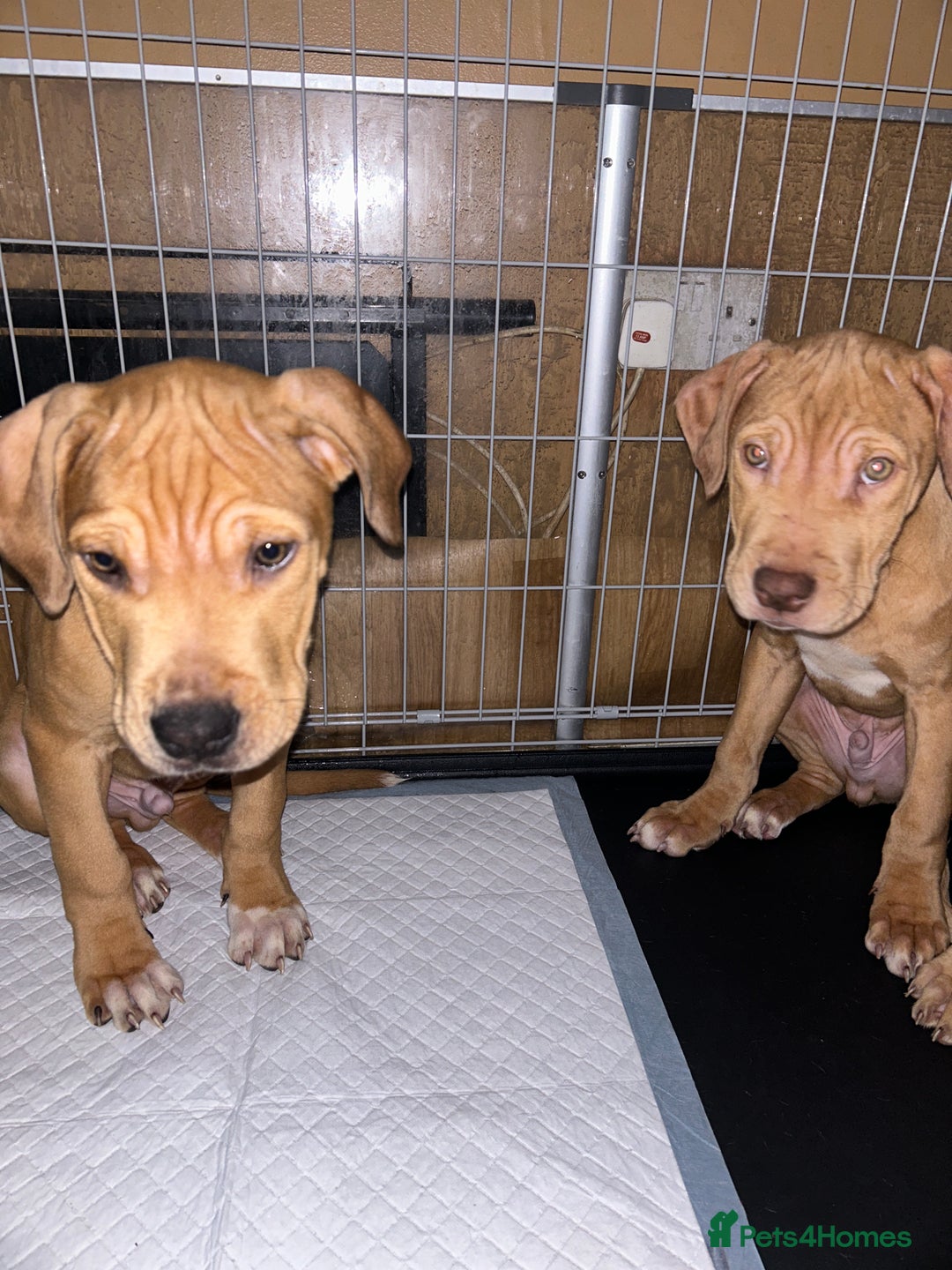 Mastiff dogs for sale: Mastiff X Pups - Advert 7