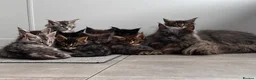 Maine Coon cats for sale: Riverbrue cattery (Active available) - Advert 3