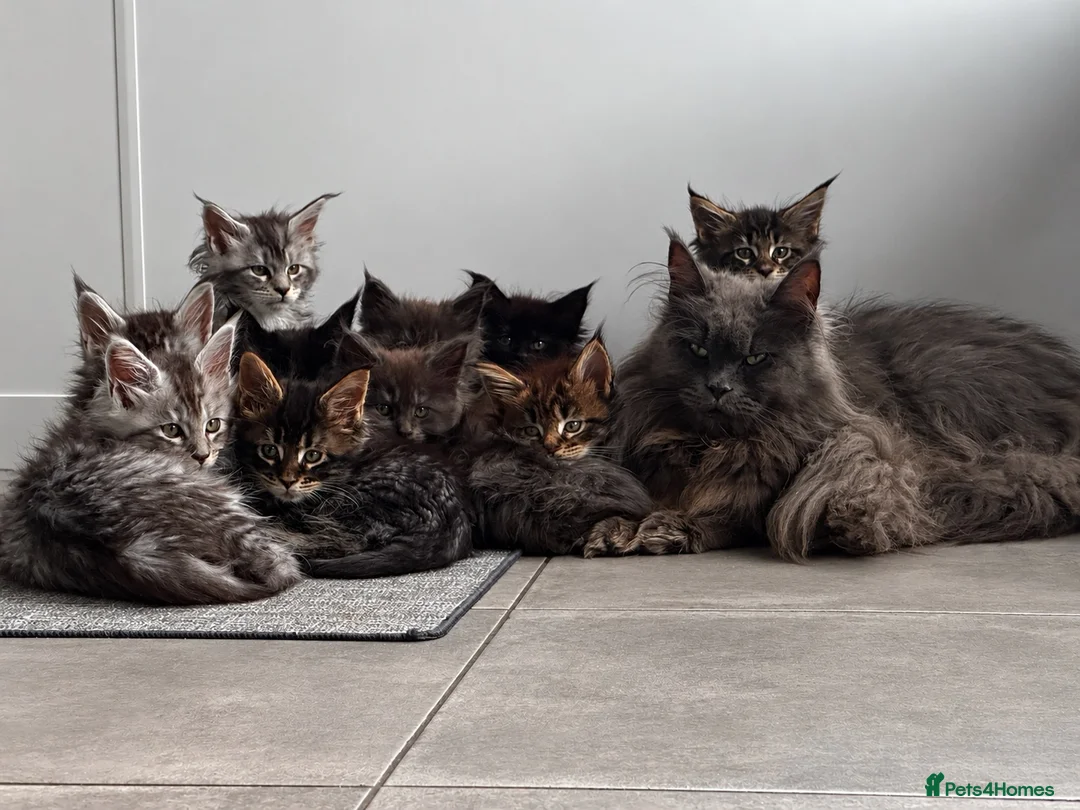 Maine Coon cats for sale: Riverbrue cattery (Active available) - Advert 3