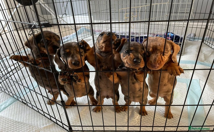 Dachshund dogs - Advert 9