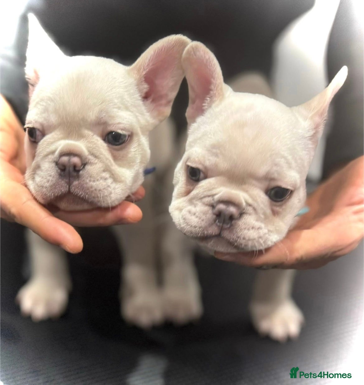 French Bulldog dogs French fries due to leave 3rd January  - Advert 7