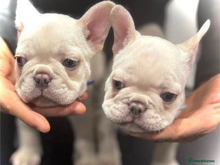 French Bulldog dogs French fries due to leave 3rd January - Advert 7