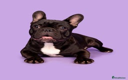 French Bulldog dogs for stud: KC SILVER HEALTH TESTED CRUFTS QUALIFIED STUD - Image 5