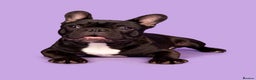French Bulldog dogs for stud: KC SILVER HEALTH TESTED CRUFTS QUALIFIED STUD - Advert 5