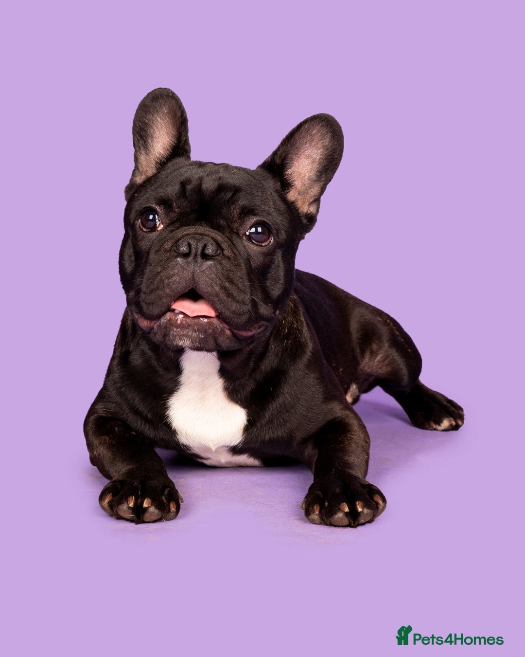 French Bulldog dogs for stud: KC SILVER HEALTH TESTED CRUFTS QUALIFIED STUD - Image 5