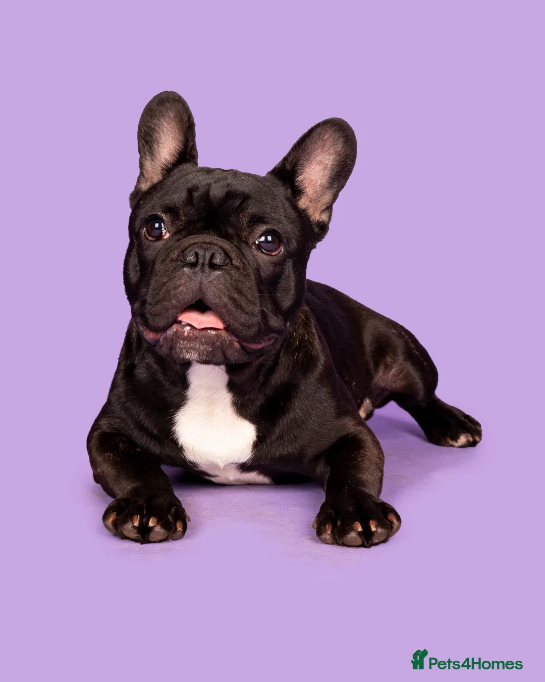 French Bulldog dogs for stud: KC SILVER HEALTH TESTED CRUFTS QUALIFIED STUD - Advert 5