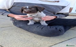 German Wirehaired Pointer dogs for sale: Quality male German wirehaired pointers ready now! - Image 3