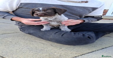 German Wirehaired Pointer dogs - Advert 10